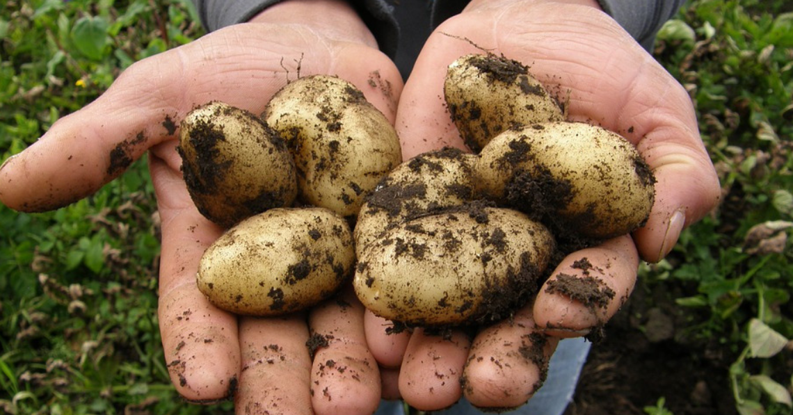 Les Mamzells, pommes de terre du Québec.